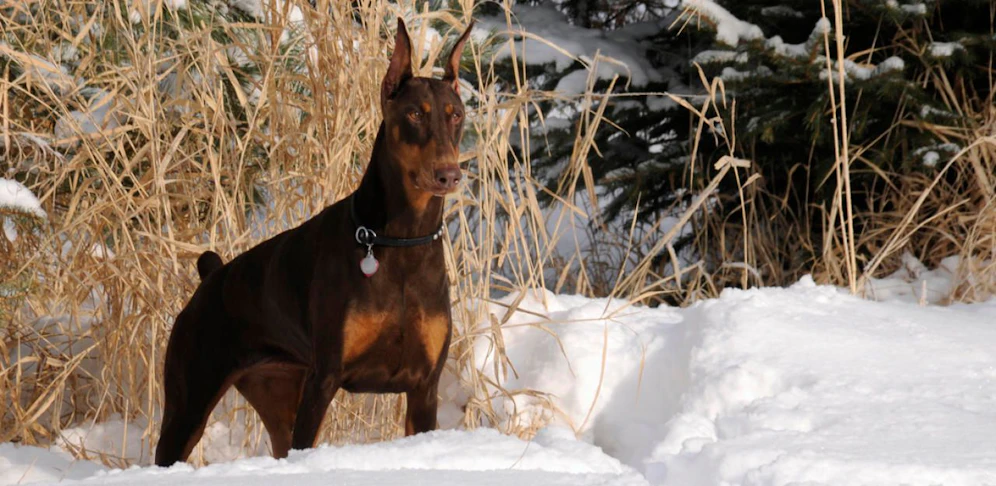 Der Dobermann fiel mehrere Kinder und Erwachsene an