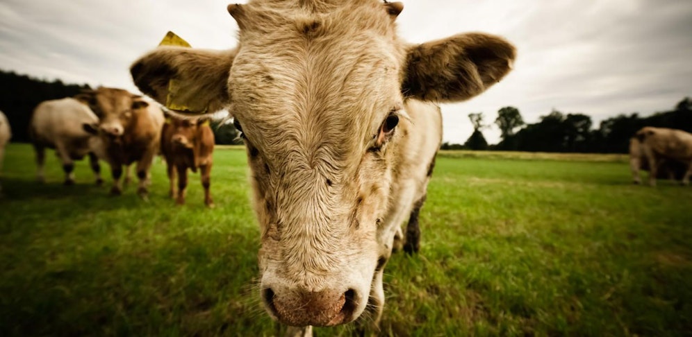 Das aggressive Tier wollte sein Kalb verteidigen. (Symbolbild)