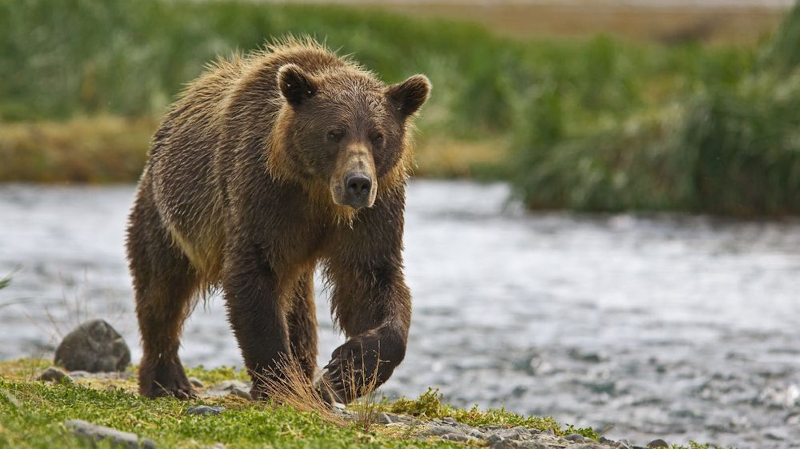 Ein "extrem betrunkener" US-Amerikaner gab an, von Bären umkreist und angegriffen zu werden.