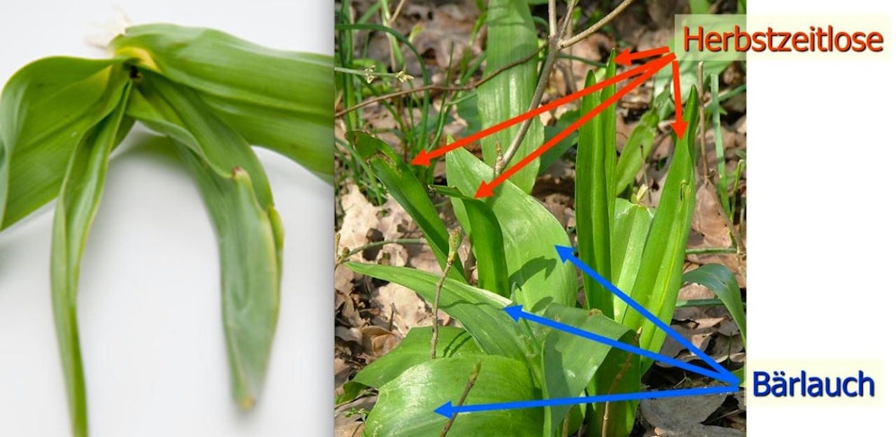 Sehen sich zum Verwechseln ähnlich: Bärlauch und Herbstzeitlose.