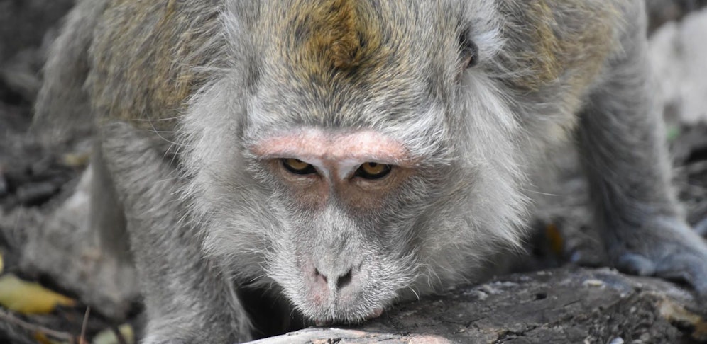 Für die Tests mussten Javaneraffen herhalten.