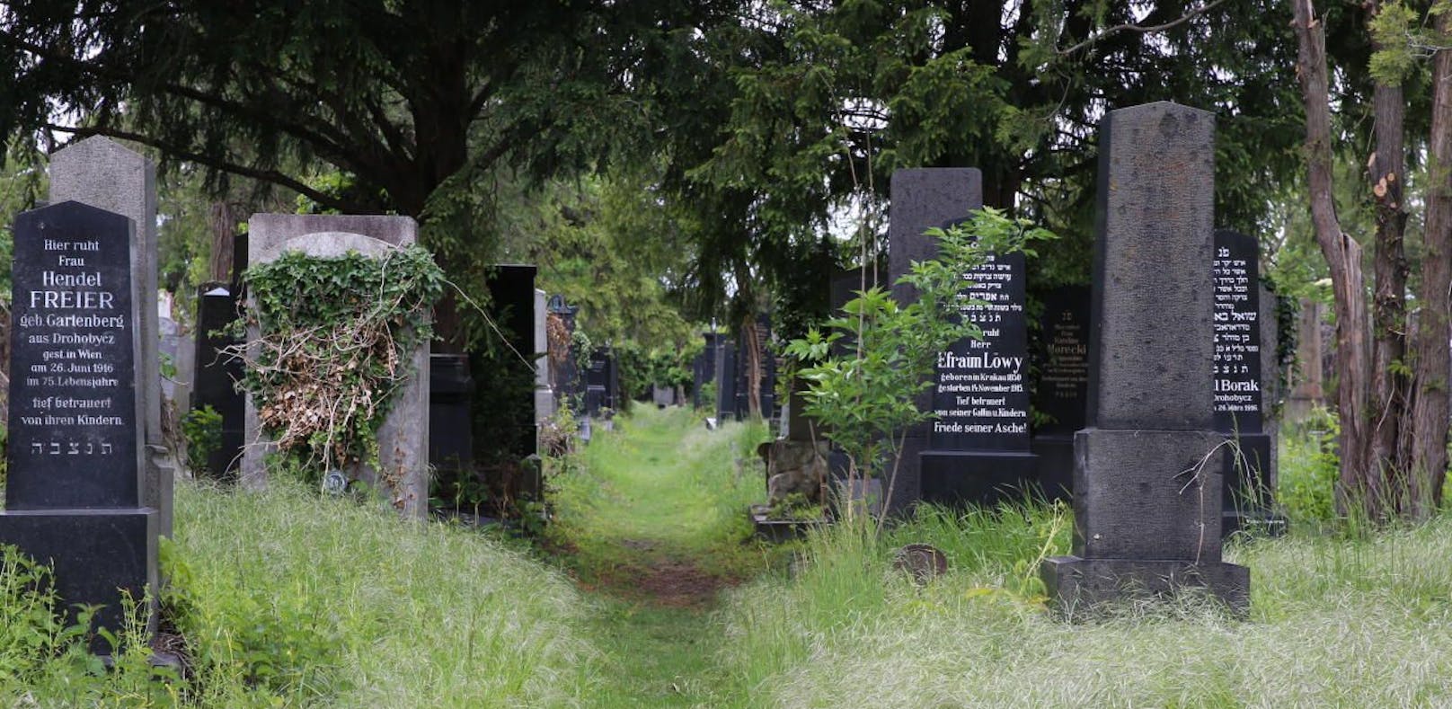 Die verwilderten Gräber am Zentralfriedhof. 