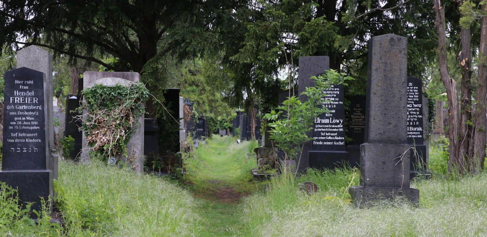 Die verwilderten Gräber am Zentralfriedhof. 