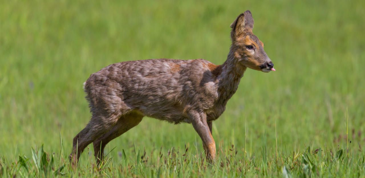 Ein Reh wurde angeschossen.