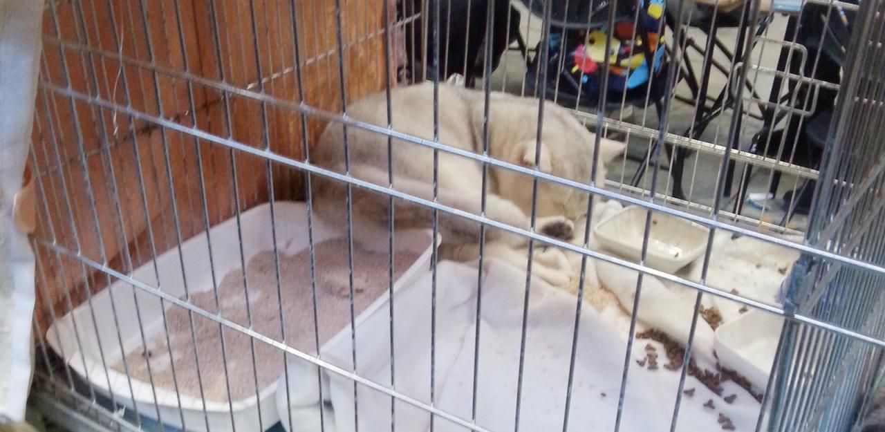 Heute.at - Kälte ließ Tiere bei Wiener Haustiermesse erfrieren