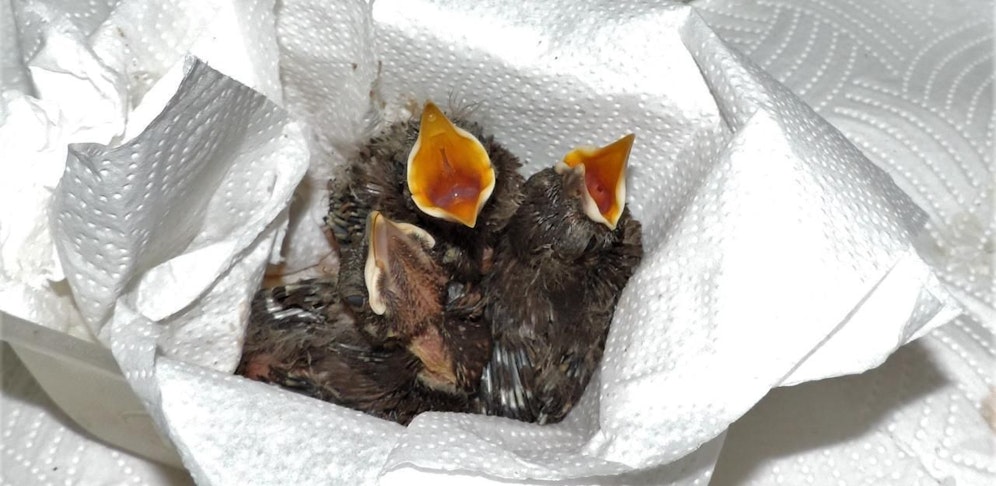 Diese drei kleinen Amsel-Jungen konnten gerade noch rechtzeitig entdeckt werden.