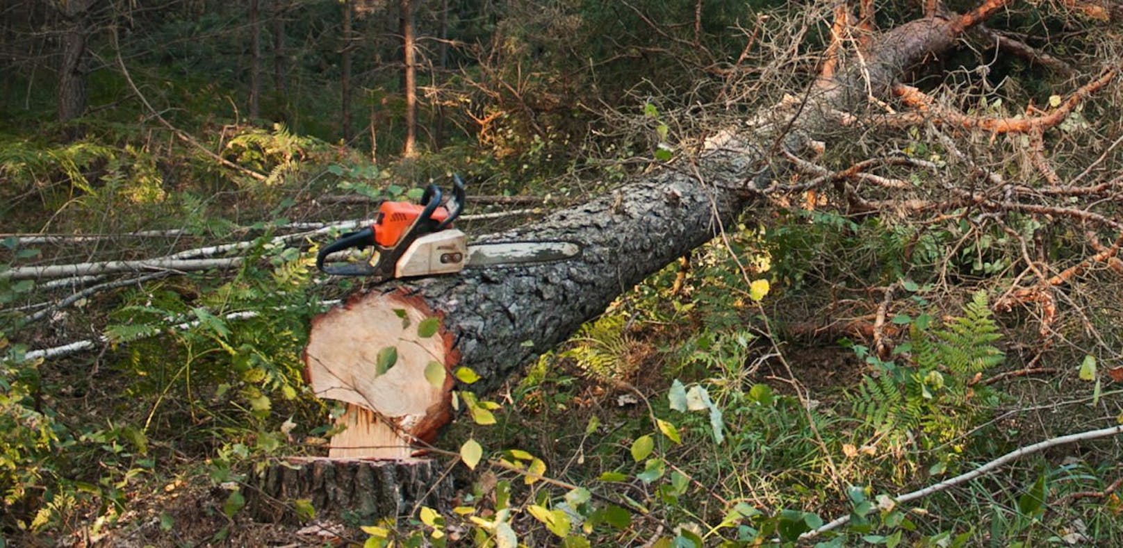 Eine Kettensäge liegt auf einem umgestürzten Nadelbaum. Symbolfoto.