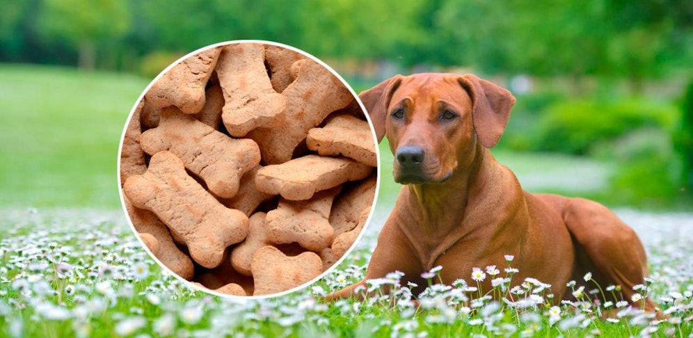 Hund "Kamu" wurde wohl mit Hundekeksen vergiftet.