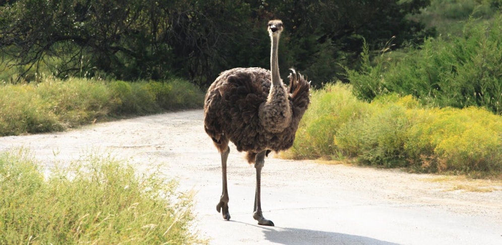 Im Hausruckviertel wurde der Ausflug eines ausgebüxten Straußes durch einen Jäger tödlich beendet. Symbolfoto
