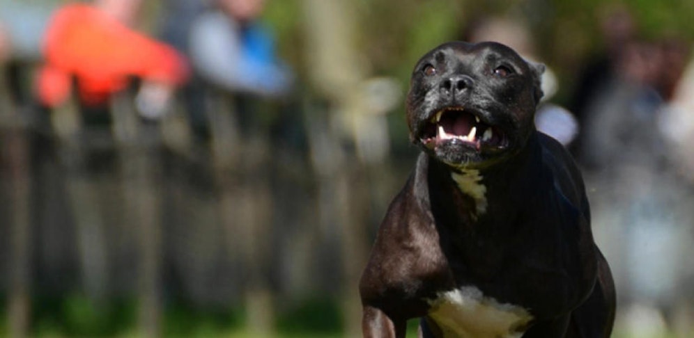 Ein Staffordshire Bullterrier überführte einen Tankbetrüger.