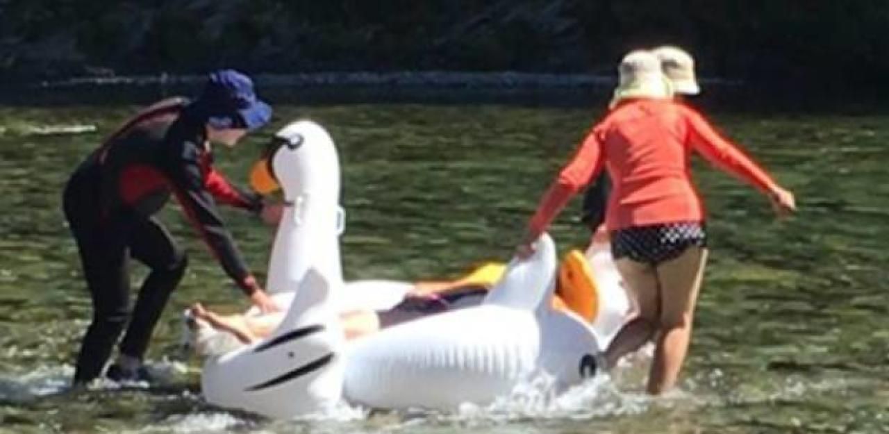 Heute.at - Österreicherin nach Ritt auf Schwan im Spital