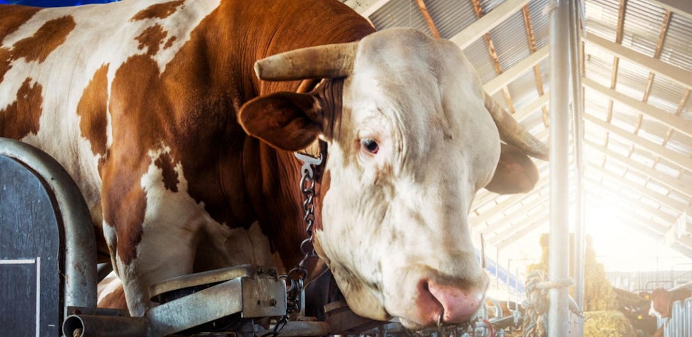 Der Stier attackierte den Bauern, verletzte ihn im Bauchbereich.