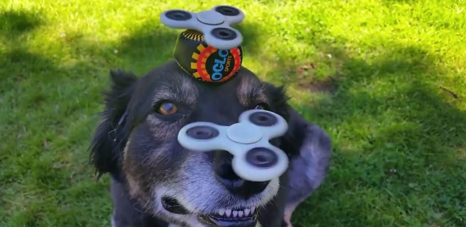 Dieser Hund ist ein Meister des Fidget Spinners