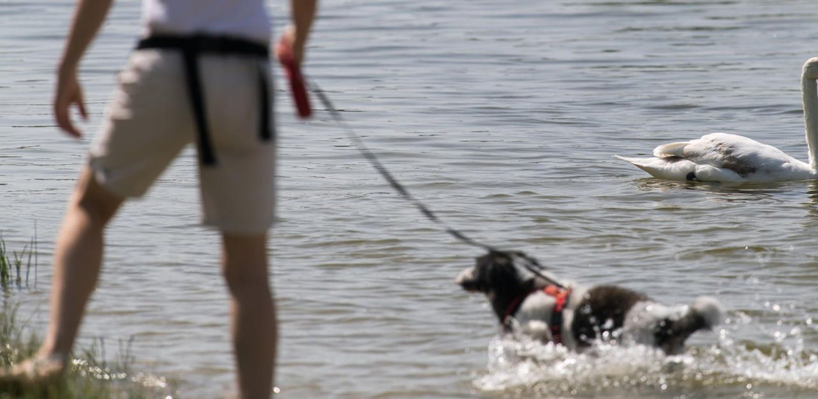 Polizisten schritten auf der Donauinsel wegen zwei freilaufender Hunde ein. (Symbol)