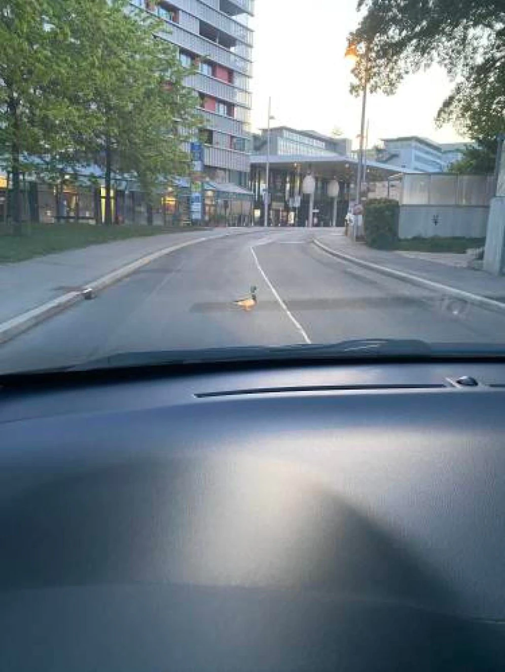 Eine Ente blockierte die Hertha-Firnberg-Straße in Favoriten.