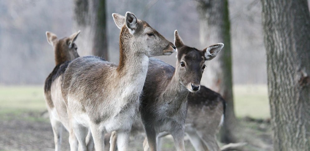 Die Damwild-Weibchen dürfen mit den kastrierten, neugeborenen Männchen im Schaugatter bleiben.