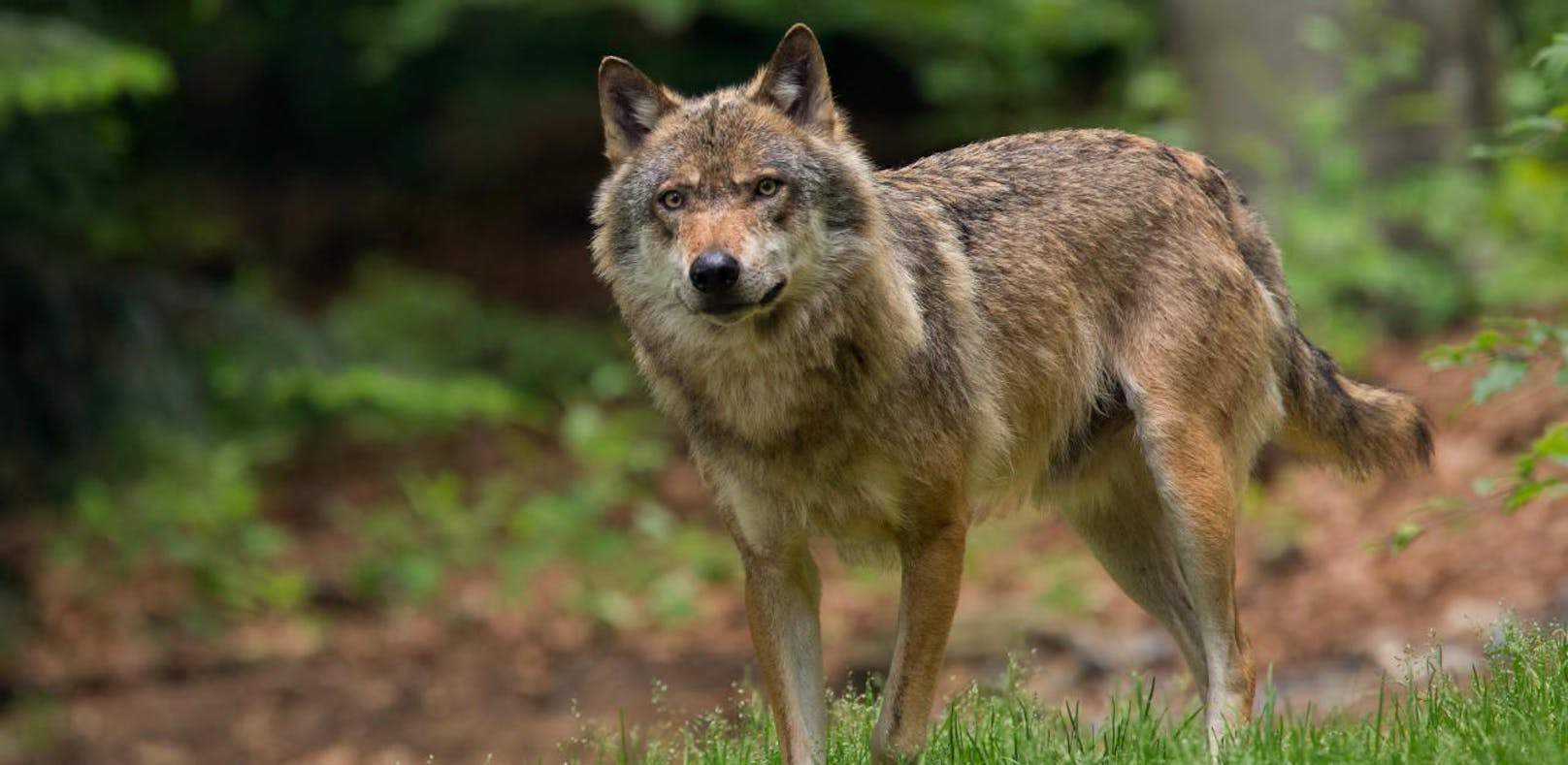 Umweltschutzorganisation WWF fordert einen Wolfsbeauftragten für NÖ.