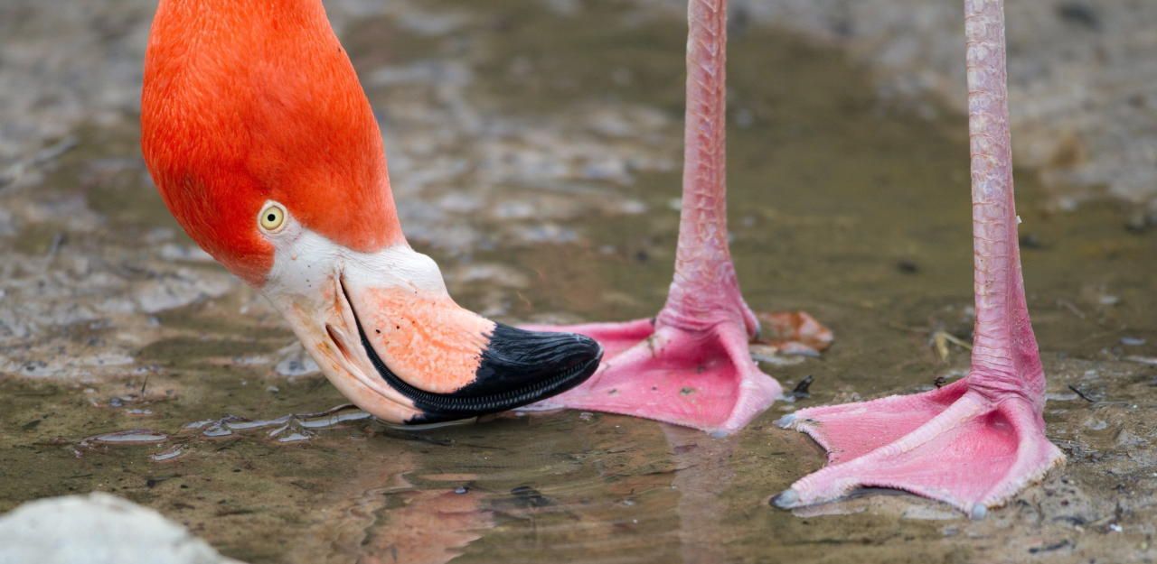 Heute.at - Zootiere vor Hitzetod - Feuerwehr musste helfen