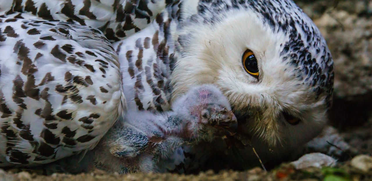 Heute.at - Fünf Eulen-Babys erobern Zoo Schmiding im Flug