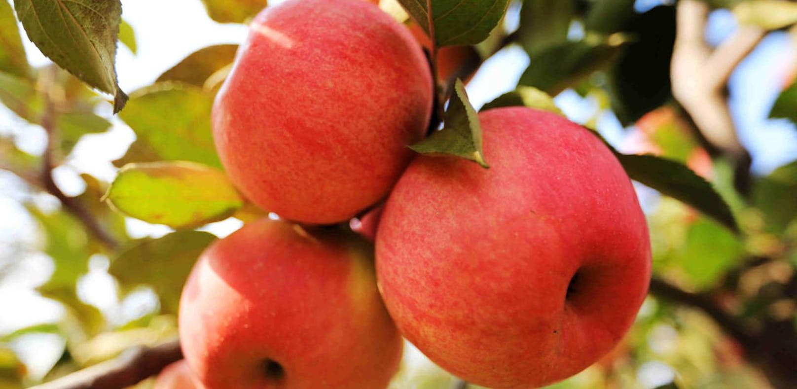 Der lauteste Apfel der Welt wächst in Österreich