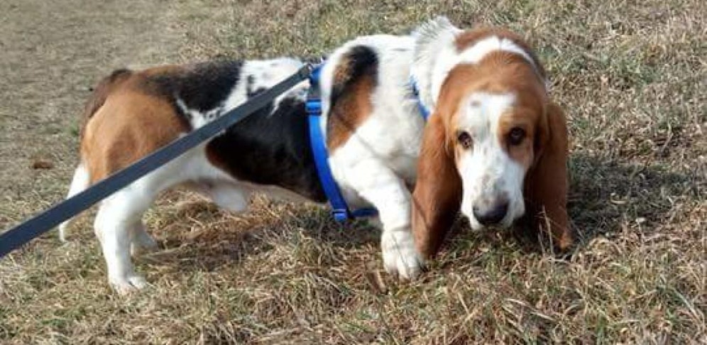 Wilson wurde dem Besitzer gestern Abend abgenommen, für ihn wird jetzt ein besseres Zuhause gesucht.