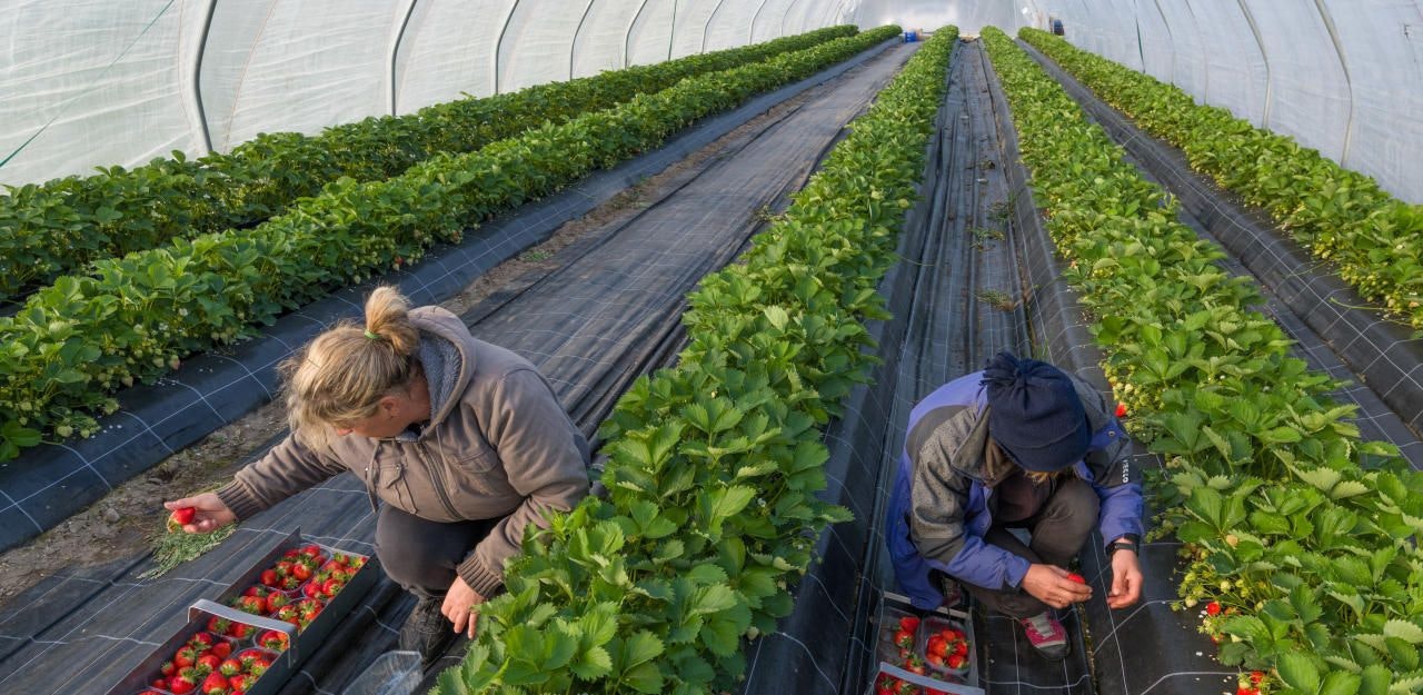 Heute.at - Mit Kopftuch in Gerät! Frau bei Erdbeerernte skalpiert