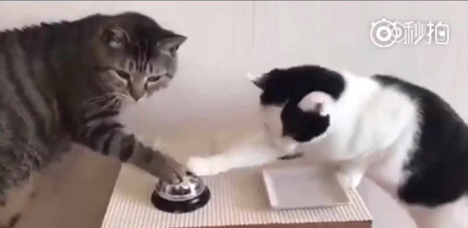 Diese Katzen wissen genau, wie sie zu Futter kommen