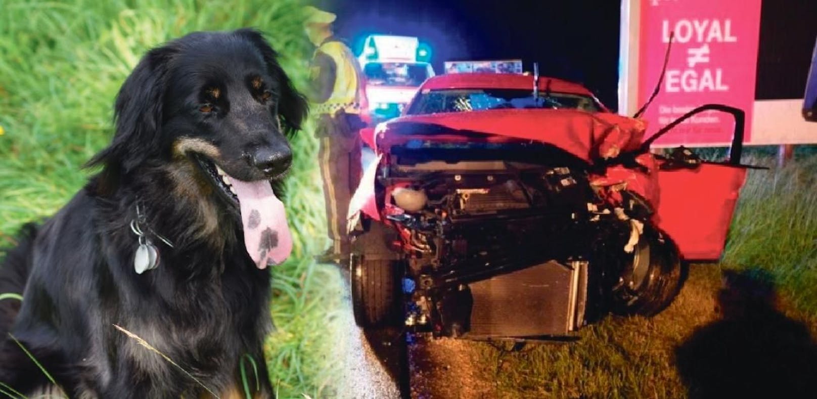 Unfall: 2 Schwerverletzte und ein getöteter Hund