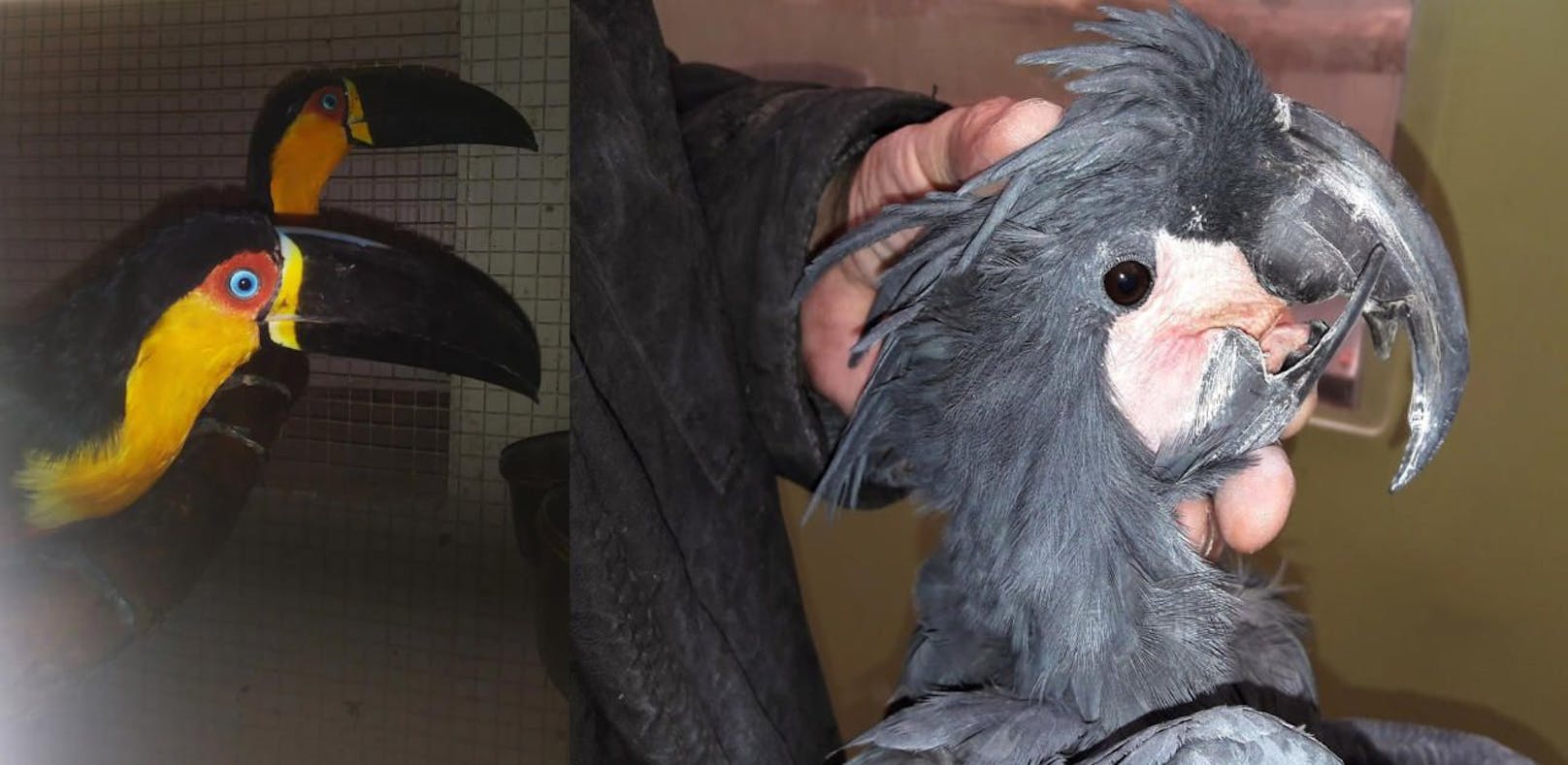 Seltene Vögel von Tierpark bei Züchter gestohlen