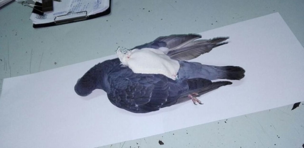 Auch bei Tieren kennen die argentinischen Drogenfahnder keine Gnade.