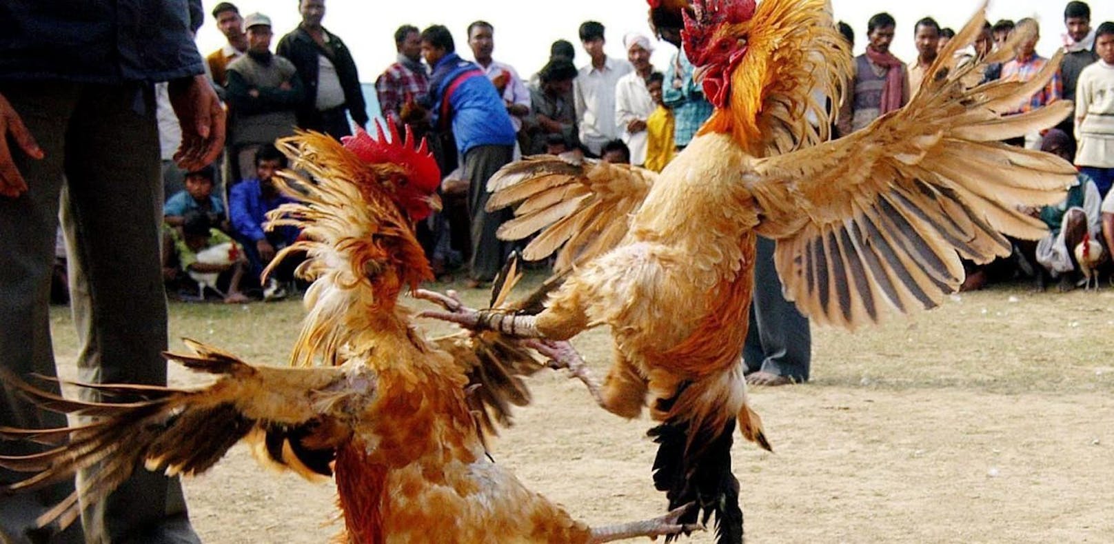 Hahnenkämpfe sind in Indien ein beliebter Volkssport, in Jarkhand jedoch strengstens verboten.