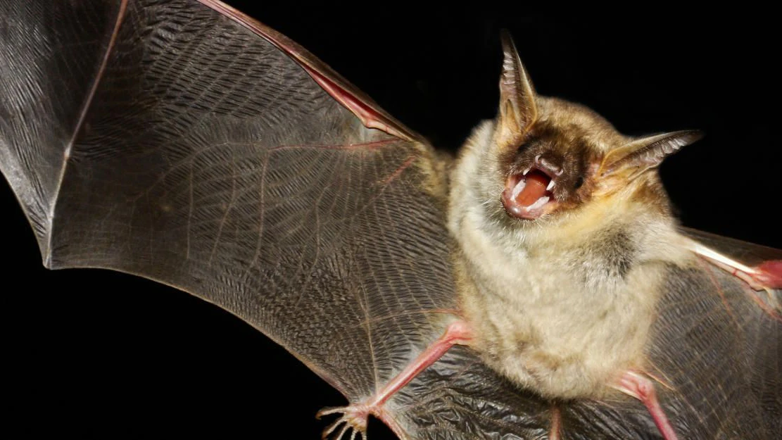 Die Vampirfledermaus ist harmloser als man denkt.