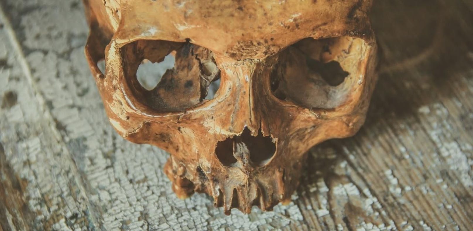 Ein Landwirt hat ein Skelett auf einem Hochsitz gefunden.
