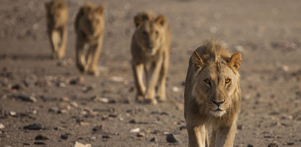Die Wüstenlöwen der Namib - Aufbruch und Wiederkehr