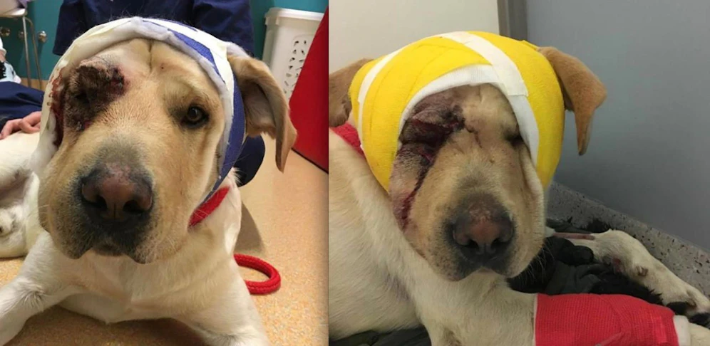 "Bobbi" wurde von dem Pkw schwer verletzt - derzeit erholt er sich in der Tierklinik Anicura.