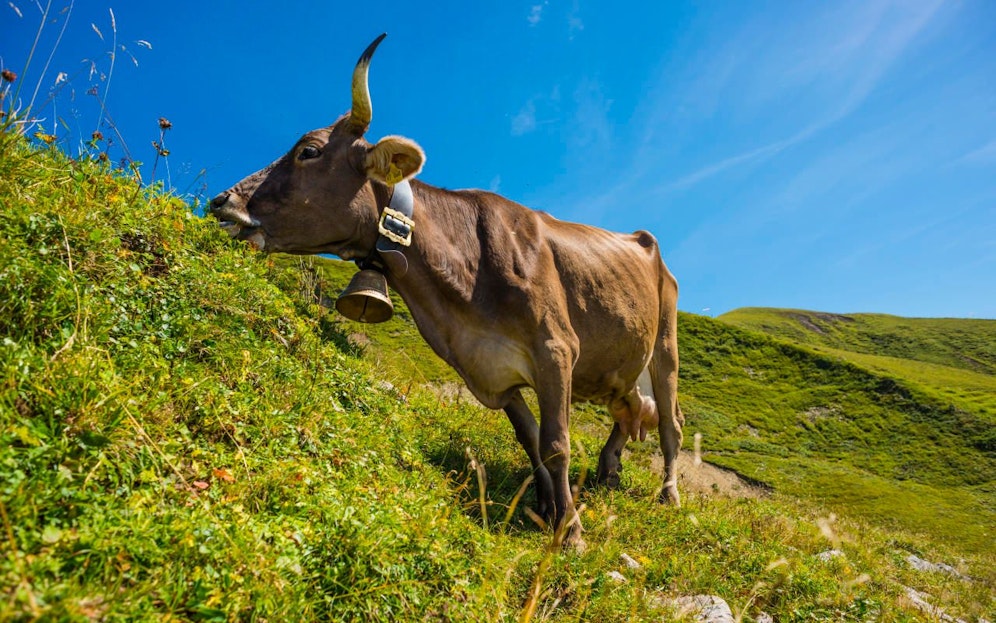 Milchkuh auf einer Almwiese am Nebelhorn im Allgäu. Diese hat noch ihre Glocke ...