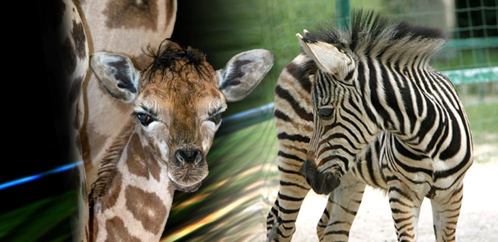 In Schmiding ist ein Giraffenbaby derzeit der große Star und in Linz kam heuer schon der zweite Nachwuchs bei den Zebras zur Welt. 