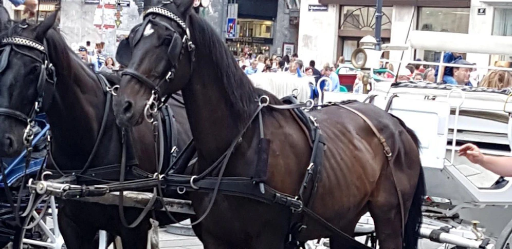 Eine VGT-Aktivistin fotografierte dieses völlig abgemagerte Fiaker-Pferd.
