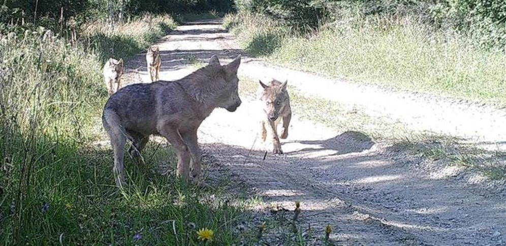 Panikmache oder begründeter Alarm? Diskussionen um den Wolf (hier ein Wolfsrudel in Allentsteig).