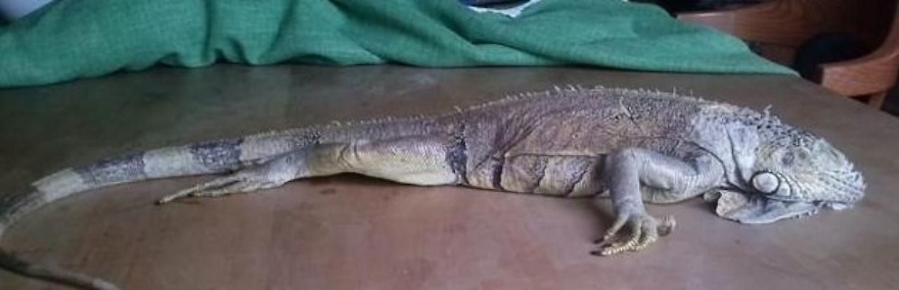 Die Leguan war aufgrund der Kälte bereits erstarrt. 