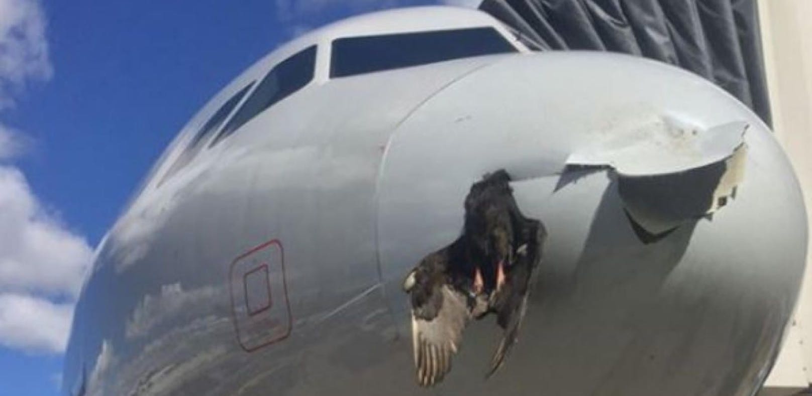 Kurz vor der Landung passierte es: Ein Vogel prallte gegen die Nase des Flugzeugs und blieb anschließend stecken.
