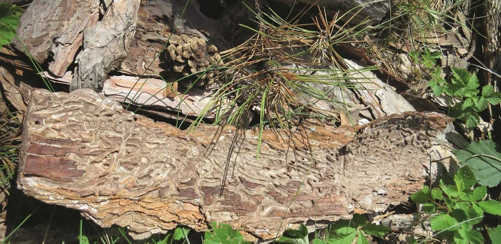 So sieht ein vom Pilz befallener Baum im Inneren aus.
