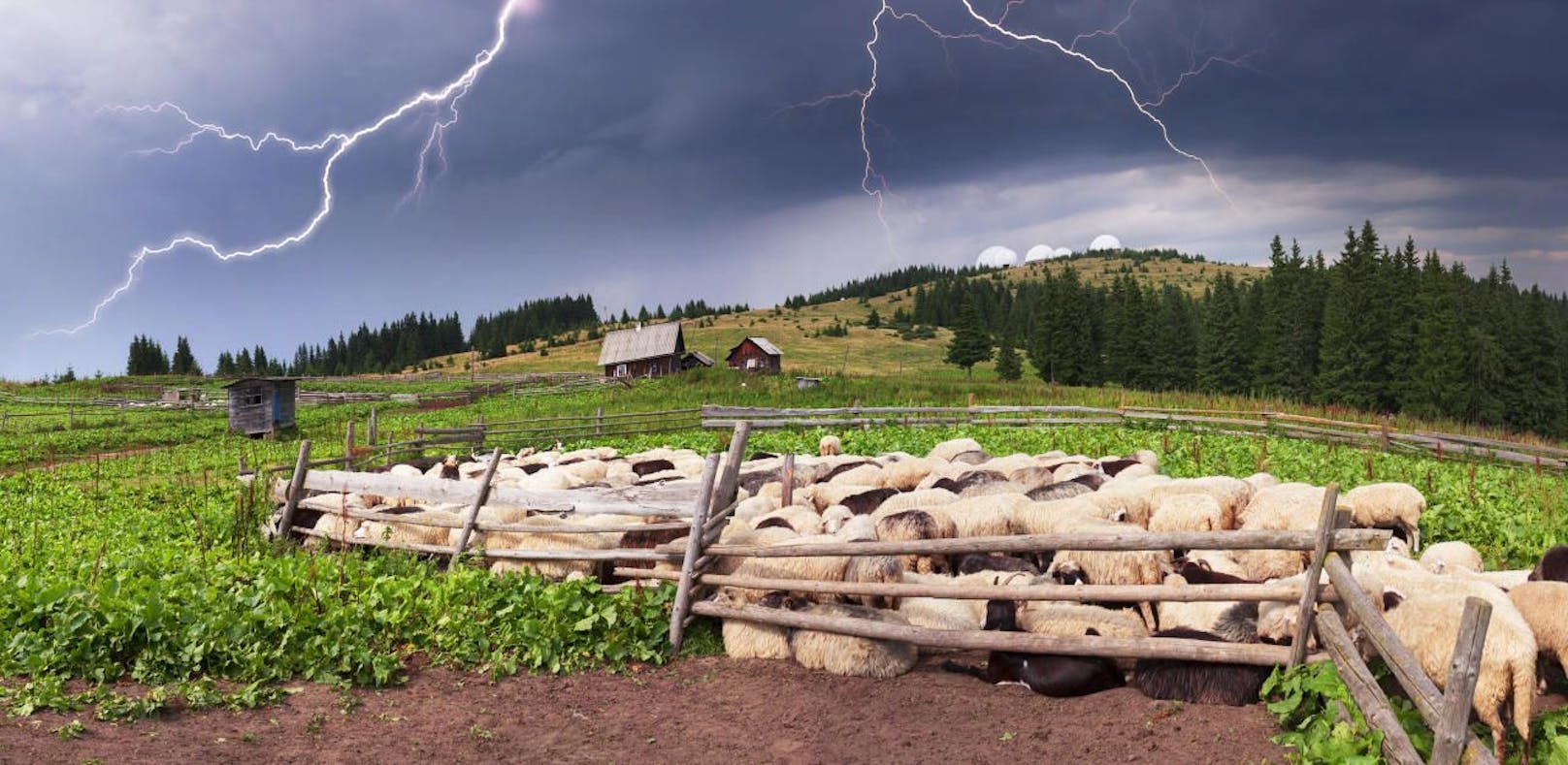 Die Schafe sind bei einem Blitzeinschlag ums Leben gekommen