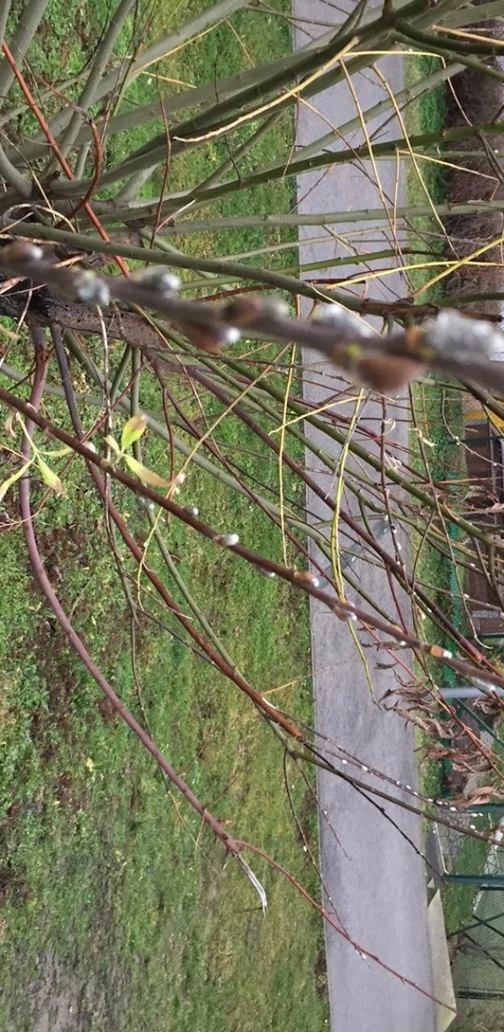Frühling im Winter in Wien-Landstraße
