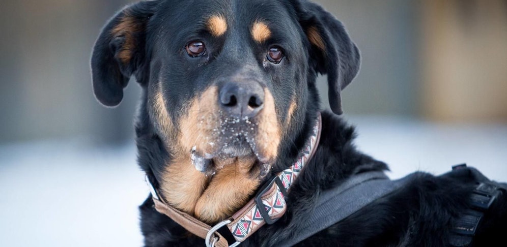 Rottweiler fielen zwei Personen an. 