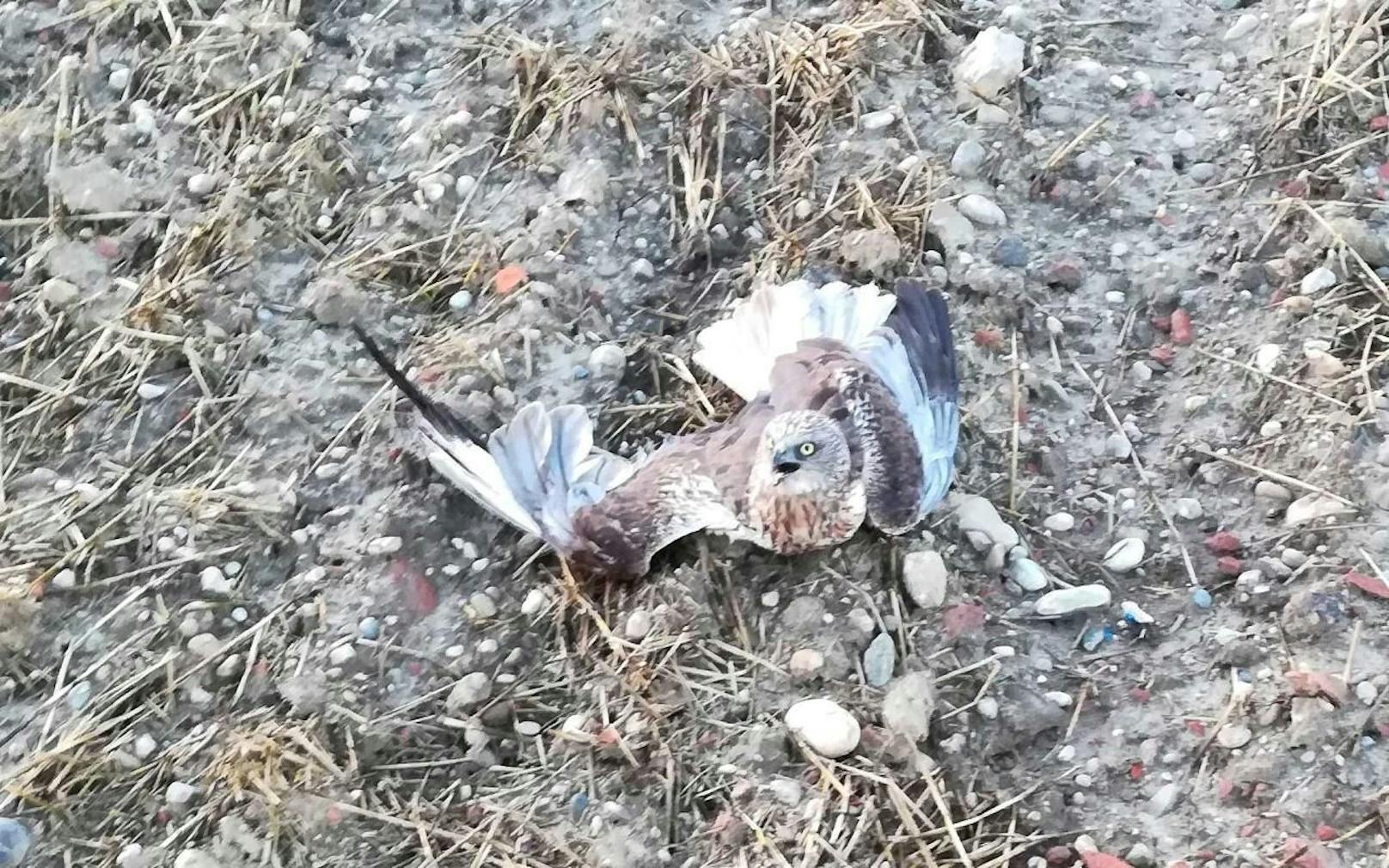 Der seltene Greifvogel wurde von einem Jäger abgeschossen.