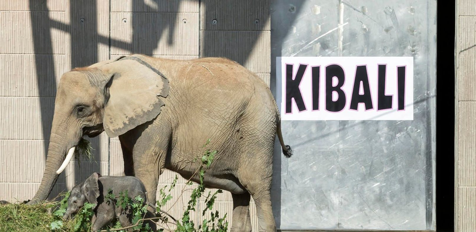 Elefantenbaby in Wien heißt jetzt Kibali