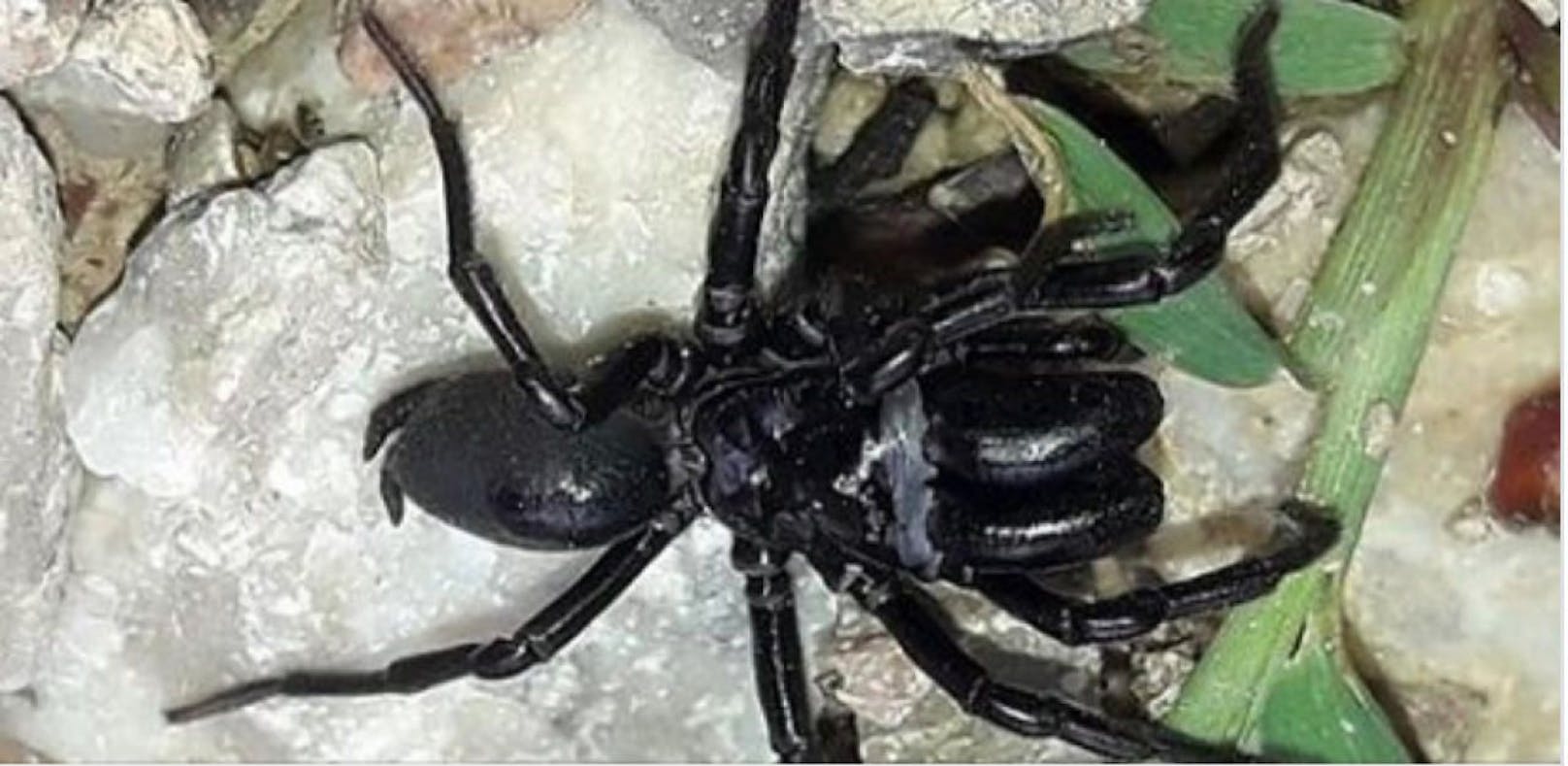 Giftige Spinne in Plesching bei Brautschau gesichtet