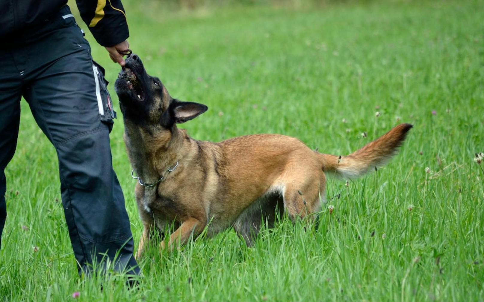 Ein Hundetrainer spielt mit einem Belgischen Schäferhund. Symbolfoto