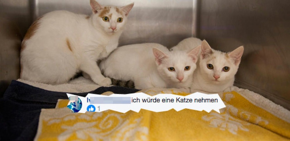 Die ersten User melden sich bereits (z.B. via Facebook) und wollen eine der Katzen aufnehmen.
